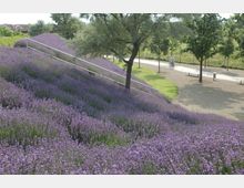 Hang zu einem Gehweg mit dicht blühenden Lavendelfeldern, durchzogen von einem Geländer. Im Hintergrund stehen Bäume und ein Radfahrer fährt auf dem Weg.