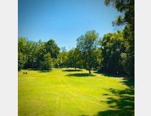 Weitläufige grüne Wiese in einem Park, umgeben von Bäumen mit dichter Belaubung. Im Hintergrund sind vereinzelte Bäume und klare blaue Himmel zu sehen.