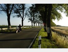 Landstraße mit Bäumen, die entlang des Straßenrandes stehen, links ein Motorradfahrer in Bewegung. Rechts der Straße befinden sich Felder, während links ein Zaun das angrenzende Grünland abgrenzt.