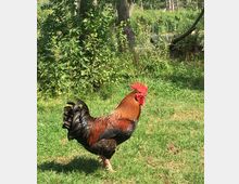 Ein Hahn mit rotbraunem Gefieder, schwarzem Schwanz und rotem Kamm steht auf einer grünen Wiese. Im Hintergrund sind Büsche, Bäume und ein kleiner Gewässerbereich zu sehen.