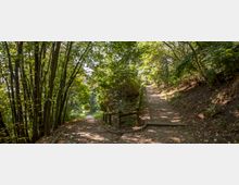 Ein Waldweg mit zwei Abzweigungen: links ein schmaler Pfad, rechts ein gepflasterter Weg mit einem hölzernen Geländer. Umgeben von dichtem Laubwald, fällt Sonnenlicht durch die Bäume.