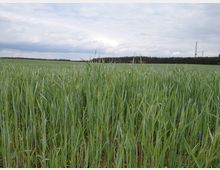 Weites Feld mit grünem Getreide, umgeben von einem Waldstreifen im Hintergrund. Am rechten Bildrand ragen zwei hohe Industrieschornsteine in den teils bewölkten Himmel.