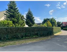 Wohngebiet mit einer asphaltierten Straße, umgeben von großen Hecken und Nadelbäumen. Im Hintergrund sind Häuser mit Schrägdächern und Gärten zu erkennen, unter einem blauen Himmel mit wenigen Wolken.