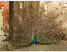 Ein Pfau mit ausgebreiteter Federkrone steht vor einer alten, verfallenen Hausfassade aus Ziegelsteinen und Putz. Die Fassade zeigt verwitterte Details und bröckelnde Stellen.