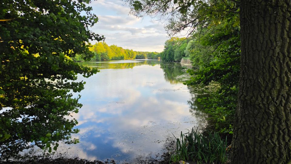 Blick über einen ruhigen See, dessen Wasser den wolkigen Himmel spiegelt, umgeben von dichtem Uferwald. Im Vordergrund rahmen ein großer Baumstamm und überhängende Äste das Bild, am rechten Ufer sind Schilf und Seerosen zu sehen.