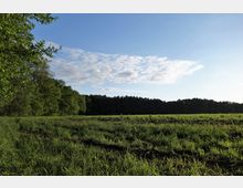 Grüne Wiese mit hohen Gräsern im Vordergrund, angrenzend an einen dichten Wald aus Laub- und Nadelbäumen, unter einem teils bewölkten blauen Himmel. Links im Bild ragen zusätzlich einzelne Baumkronen in die Szene.