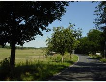 Ländliche Straße mit sanfter Kurve, umgeben von grünen Wiesen und vereinzelten Bäumen auf beiden Seiten. Im Hintergrund befinden sich Weideflächen mit grasenden Pferden und ein kleiner Zaun trennt die Wiese von der Straße.