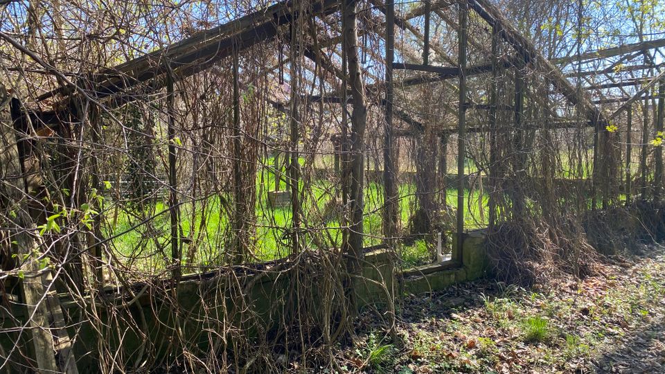 Verfallenes Gewächshausgerüst aus Metall und Holz, dicht überwuchert von Ranken und ohne Verglasung. Es steht in einem verwilderten Gartenbereich mit Laub am Boden, umgeben von Bäumen und Wiese im Hintergrund.