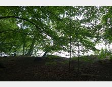 Waldgebiet mit dichtem Laubwerk und Blick auf ein Gewässer im Hintergrund. Der Boden ist mit Laub und Ästen bedeckt, umgeben von Bäumen mit ausladenden Ästen.