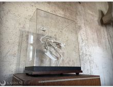 Glasvitrine mit einem Vogelskelett auf einem dunklen Sockel, ausgestellt auf einem Holzpodest. Dahinter eine raue, helle Putzwand, die an einen Museums- oder Ausstellungsraum erinnert.