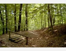 Waldgebiet mit dichtem Laubbaum-Bestand, sonnenlichtdurchfluteten Lichtungen und einem natürlichen Fußweg, der eine leichte Holztreppe mit Geländer passiert. Der Boden ist mit Herbstlaub bedeckt.
