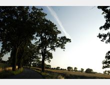 Landstraße mit leichtem Kurvenverlauf, gesäumt von großen, schattenspendenden Bäumen. Rechts der Straße erstrecken sich offene Felder unter einem klaren, hellen Himmel.