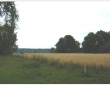 Weite Landschaft mit einem goldgelben Getreidefeld, gesäumt von vereinzelten Bäumen. Im Vordergrund eine grüne Wiese, links ein schmaler Baum und am Horizont sanfte Hügel.