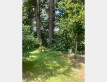 Grüne Wiesenfläche am Rand eines dichten Laubwaldes mit hohen Baumstämmen und dichtem Unterholz. Im Vordergrund stehen mehrere einfache Holzpfosten, die eine niedrige Abgrenzung markieren.