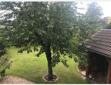 Ein Garten mit Rasenfläche, einem großen Baum in der Mitte und einem kleinen Schuppen mit Ziegeldach rechts im Bild. Im Vordergrund ist ein gepflasterter Weg mit Pflanzen in Töpfen erkennbar.