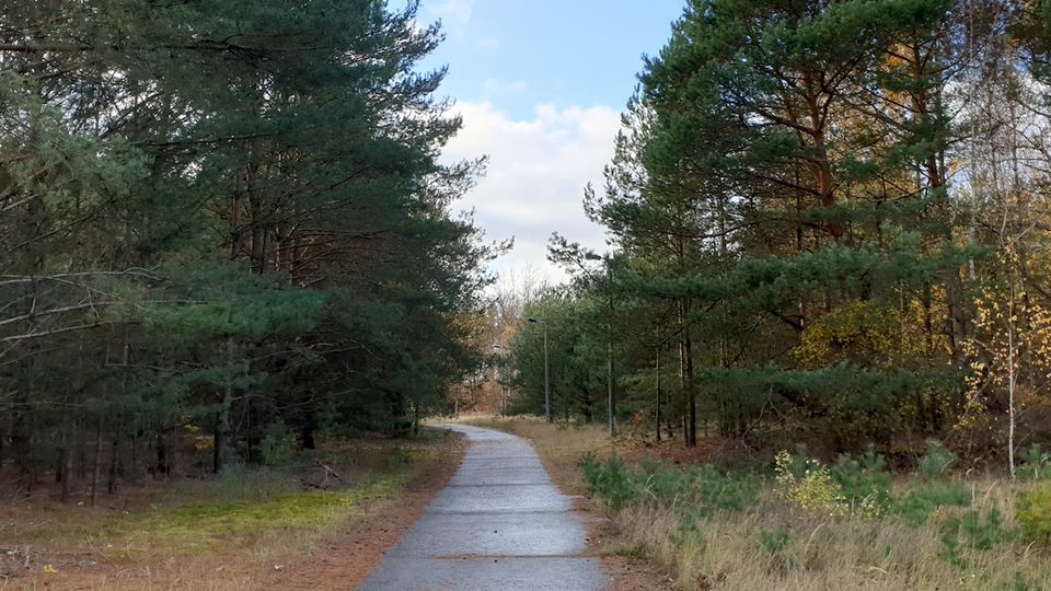 Ein schmaler, asphaltierter Weg führt durch einen Wald mit hohen Kiefern und niedrigem Gras an den Seiten. Der Himmel ist teils bewölkt und vereinzelt scheint blauer Himmel durch.