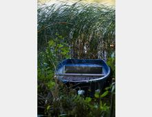 Ein blaues Ruderboot liegt am Ufer eines Sees, umgeben von hohem Schilf und dichter Vegetation. Im Hintergrund ist ein Teil des Wassers sichtbar.