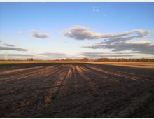 Weite Ackerfläche unter einem blauen, teils bewölkten Himmel in tiefstehendem Sonnenlicht; im Hintergrund sind Bäume und zwei Windräder am Horizont zu sehen.