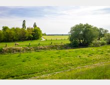 Weite grüne Wiesenlandschaft mit einem kleinen Weg, der durch die Fläche führt, umgeben von Bäumen. Im Vordergrund ein grasendes Pferd hinter einem Zaun, im Hintergrund weitere Wiesen und vereinzelt Gebäude.