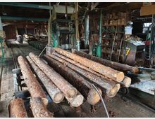 Innenansicht einer Sägewerkshalle mit mehreren Baumstämmen auf Metallgestellen im Vordergrund. Im Hintergrund sind Werkzeuge, Regale mit Ersatzteilen, Maschinen und Holzplanken sichtbar, umgeben von einer Holzkonstruktion mit Dachbalken.