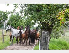 Eine Gruppe von Pferden und Fohlen steht auf einem sandigen Weg neben einem Apfelbaum mit reifen Äpfeln. Im Hintergrund ist eine grasbewachsene Weide mit Holzzäunen und weiteren Bäumen zu sehen.