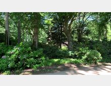 Ein schattiger Wald mit hohen Bäumen und dichtem Laubwerk, umgeben von grünen Büschen und blühenden Rhododendren. Im Vordergrund befindet sich ein erdiger Weg.