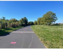 Pflasterweg durch eine grüne Parklandschaft mit Bäumen am rechten Wegesrand und einem Zaun mit Sträuchern links, unter klarem blauen Himmel. Pinke Markierungen sind in regelmäßigen Abständen auf den Asphalt gemalt.