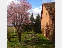 Backsteinbauernhaus mit Ziegeldach neben einem Garten mit einem blühenden Baum und mehreren Nadelbäumen. Im Vordergrund befinden sich ein kleiner angelegter Beetbereich und eine Rasenfläche, während der Himmel teils bewölkt ist.