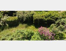 Grüne Gartenlandschaft mit dichtem Gehölz und Hecken, hohem Gras und blühenden Sträuchern, darunter ein Strauch mit rosa Blüten im Vordergrund. Die Szene ist sonnig und zeigt eine natürliche, ungepflegte Vegetation.