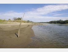 Flussufer mit sandigem Strand und ruhiger Wasseroberfläche, im Vordergrund ein schräg in den Sand gesteckter Ast. Im Hintergrund sind Büsche, Bäume und ein steiniger Bereich am Flussrand sichtbar, unter einem leicht bewölkten Himmel.