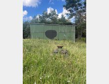 Grüne Wellblechhütte mit schrägem Dach am Rand eines Kiefernwalds, davor eine Wiese mit hohem Gras und Wildblumen. Im Vordergrund steht ein verwittertes Metallteil oder Fundament im Gras; darüber blauer Himmel mit Wolken.