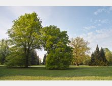 Weite Wiese in einem Park mit mehreren großen, grünen Laubbäumen und vereinzelten Nadelbäumen, umgeben von weiteren Baumgruppen. Der Himmel ist leicht bewölkt und die Szene wirkt von Sonnenlicht durchflutet.