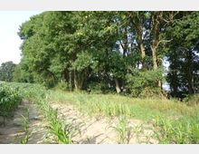 Maisfeld am Rand eines Waldstücks. Im Vordergrund sind junge Maispflanzen auf sandigem Boden zu sehen, dahinter stehen hohe Bäume mit dichtem Laubwerk.