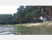 Ein Uferbereich mit sandigem Boden und niedrigem Gras, dahinter ein dichter Wald aus hohen Kiefern. Im Vordergrund ist eine Wasserfläche mit leicht welligem, grünlichem Wasser zu sehen.
