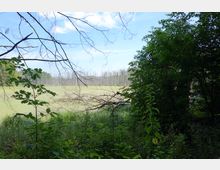 Blick auf eine sumpfige Landschaft mit abgestorbenen Bäumen und umgeben von dichter Vegetation. Im Vordergrund stehen grüne Sträucher und Äste, während im Hintergrund ein Baumstamm auf der Oberfläche des Sumpfes liegt.