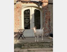 Eine weiße Ziege steht auf einer steinernen Terrasse vor einer alten Doppeltür mit verzierten Metallgittern, die in eine rote Backsteinfassade eingebaut ist. Neben der Tür steht ein kleiner, zusammenklappbarer Tisch mit einem Stuhl.