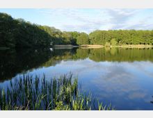 Ein ruhiger See mit spiegelnder Wasseroberfläche, umgeben von dicht bewaldeten Ufern und Schilfpflanzen im Vordergrund, unter einem leicht bewölkten Himmel.