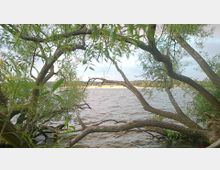 Blick durch dicht bewachsene, gebogene Baumäste auf einen See mit leicht bewegtem Wasser; im Hintergrund sind eine sandige Uferzone und eine bewaldete Landschaft sichtbar.