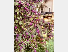 Ein Strauch mit dichtem, grünem Laub und leuchtend violetten Beeren im Vordergrund, im Hintergrund ein unscharfes Gebäude und weitere Pflanzen.