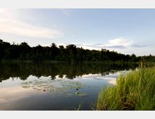 Ein ruhiger See mit Seerosen auf der Wasseroberfläche, umgeben von dichtem Wald. Im Vordergrund ragen hohe Gräser am Ufer in die Szene, während der Himmel teils bewölkt ist.