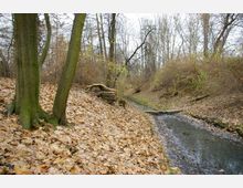 Ein schmaler Bach fließt durch eine herbstliche Waldlandschaft, umgeben von kahlen Bäumen und fallendem Laub, das den Boden deckt. Ein moosbewachsener Baumstamm und dichtes Gestrüpp rahmen den Blick ein.