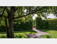 Eine Gartenanlage mit einer grasbewachsenen Fläche, einem großen Baum im Vordergrund und einem gepflasterten Weg, der durch hohe grüne Hecken führt. Im Hintergrund steht ein kleiner Blumentopf auf dem Weg.