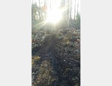 Waldlichtung mit Spuren schwerer Fahrzeuge im weichen, dunklen Boden und gefällten Bäumen; im Hintergrund scheint hell die Sonne durch dünne Baumstämme.