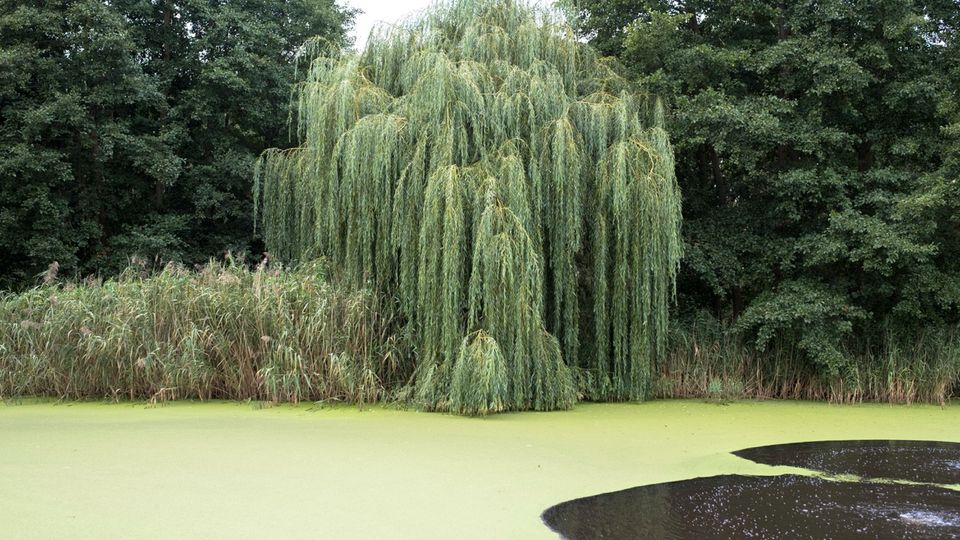 Uferbereich eines Teichs mit einer großen Trauerweide und dichtem Schilf vor einem Hintergrund aus hohen Laubbäumen. Die Wasseroberfläche ist überwiegend von grünem Entengrütze bedeckt, mit einigen offenen, dunklen Wasserstellen.