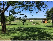 Grüne Wiese mit großem Baum im Vordergrund, an dem eine Seilschaukel hängt, und Blick auf offene Weideflächen bis zum Waldrand unter blauem Himmel. Rechts steht ein kleiner Holzpavillon neben einem Beet mit Steinen.