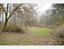 Winterliche Parklandschaft mit kahlen Laubbäumen, vereinzelten Birken und einer grasbedeckten Fläche. Am Boden liegen verstreut Blätter, und Sträucher rahmen die Szenerie ein.