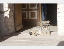 Ein brauner Hund liegt auf einer türkisfarbenen Matte in der Sonne vor einer offenen Holztür. Die Umgebung zeigt eine Backsteinmauer und den Eingangsbereich eines Hauses mit sichtbarer Garderobe im Hintergrund.
