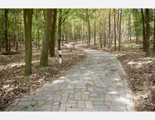 Ein gepflasterter Weg schlängelt sich durch einen lichten Wald mit hohen, schlanken Bäumen. Am Wegesrand stehen weiße Pfosten mit schwarzen Markierungen, während der Boden mit Laub bedeckt ist.