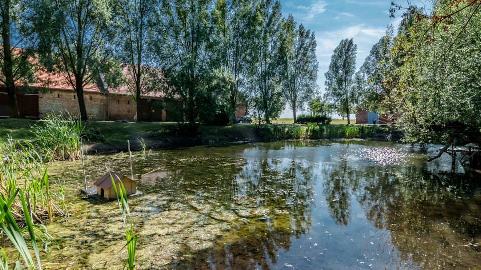 Ein kleiner Teich mit Schilf und Wasserpflanzen im Vordergrund, umgeben von hohen Bäumen, deren Spiegelungen auf der Wasseroberfläche zu sehen sind. Im Hintergrund stehen niedrige Backsteingebäude mit roten Ziegeldächern am Ufer.