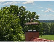 Ein Storch steht in einem Nest auf einem Schornstein aus rotem Ziegelstein, umgeben von dichtem Grün mit Bäumen und einem weiten Blick auf eine ländliche Landschaft unter einem bewölkten blauen Himmel.